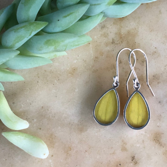 Orange-barred Sulphur Butterfly Earrings